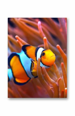 Amphiprion ocellaris clownfish in marine aquarium. Orange corals in the background. Colorful pattern, texture, wallpaper, panoramic underwater view. Concept art, graphic resources, macro photography