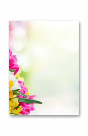 multicolored freesia and daffodil flowers border over defocused spring background