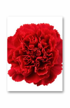 A single red carnation flower on black background, close up with natural light