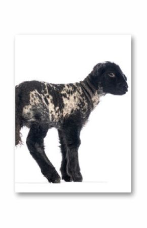 Side view of a young lamb walking on a white background
