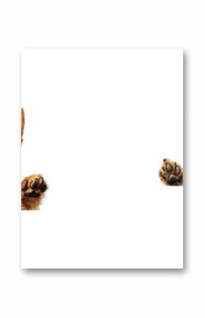 Two cute small terrier dogs looking over edge, cut out transparent
