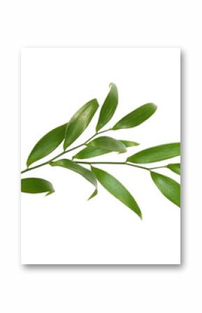 Green twig of italian ruscus (DANAE RACEMOSA) with fresh leaves isolated on white or transparent background