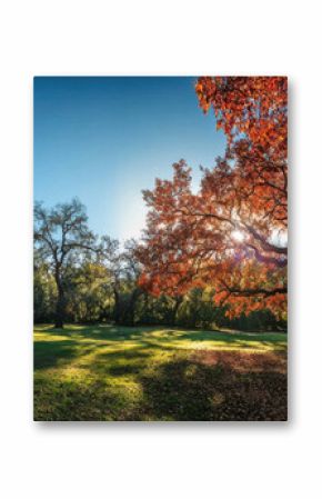Majestic oak tree with autumn foliage in a sunlit park, casting long shadows on the green grass, a peaceful autumn scene. : Generative AI