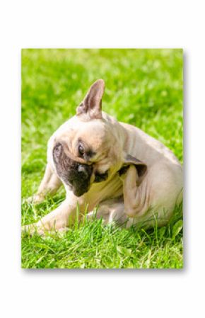 Pug puppy itches itself on green summer grass