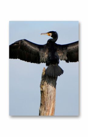 Great Cormorant (Phalacrocorax carbo) drying wings on a tree stump