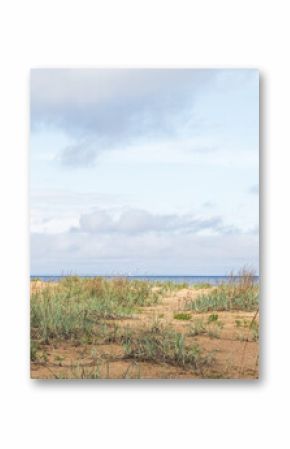 Gulf of Finland, coastal view. Beach landscape photo featuring green sedge