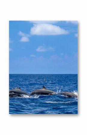 Pod of Dolphins Gliding Through Sparkling Tropical Waters