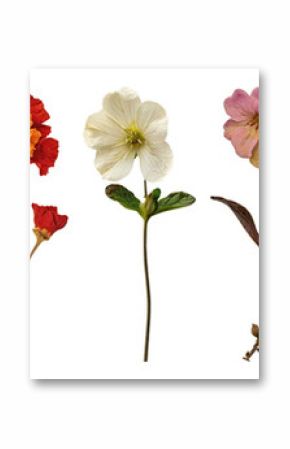PNG Colorful delicate vintage flowers, element set on transparent background