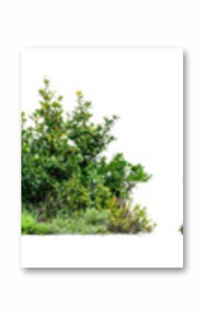 PNG Lush green garden elements, element set on transparent background