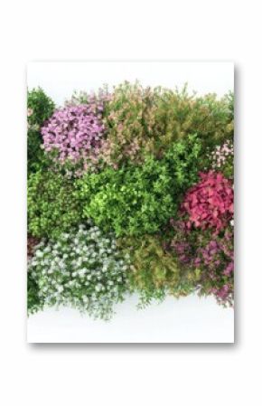 Garden flower bed plant arrangement vegetation.