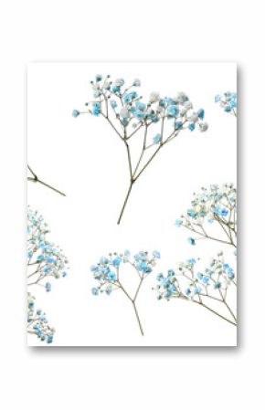 Gypsophila branches with small blue flowers on white background, collage