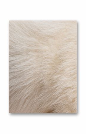 Close up of white dog fur texture showing softness and detail