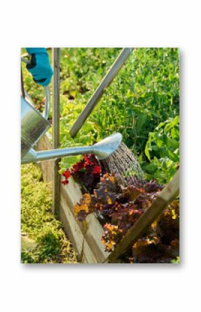 Gardener with watering can watering tomato plants lettuce leaves