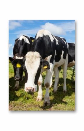Cows on grassy field against sky at farm