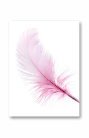 pink feather isolated on white or transparent png