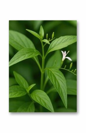 Natural Thai herbal remedy made from organic Kariyat leaves, scientifically identified as Andrographis paniculata Wall ex Ness, belonging to the Acanthaceae family.