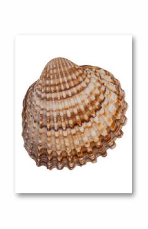 seashell isolated on white background
