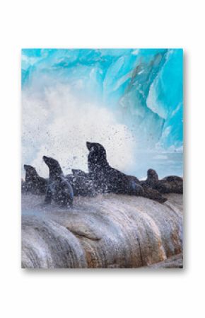 Group of seals resting on a rock of ice in a cold environment with icy background - Greenland