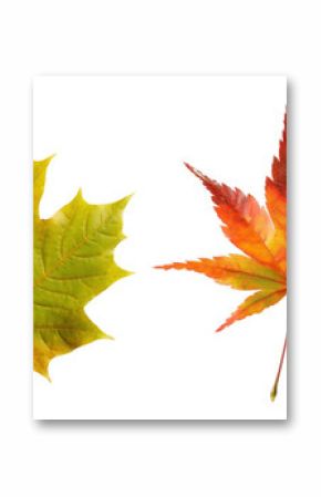 PNG Colorful autumn maple leaves variety, element set on transparent background