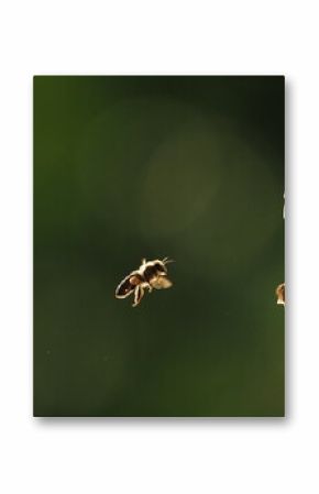 Bees at the hive at sunset, real photo not AI