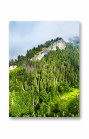 Beautiful aerial top view of green forest in rocky mountain