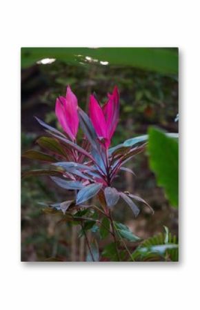 Vibrant pink Ti plant leaves in a lush garden setting, showcasing natural beauty and vivid colors.