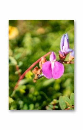 Close-up of a vibrant pink Canavalia rosea flower in a lush green garden