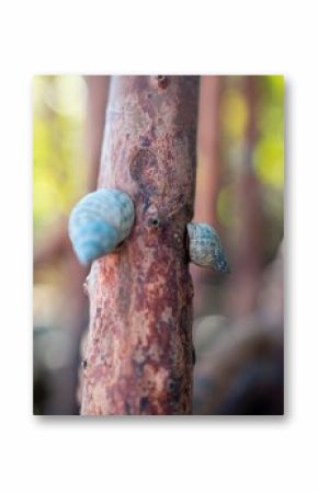 Close-up of two snails on a tree branch with a blurred natural background