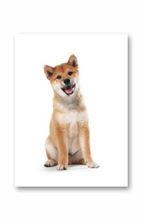 Cute Shiba Inu dog sitting on white background