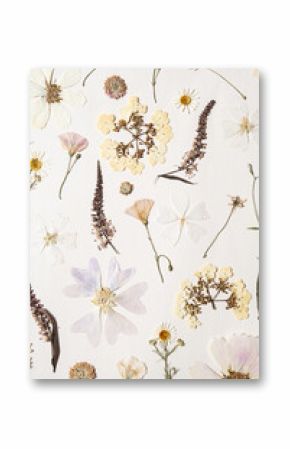 Flat lay of various dried flower pressed on white paper.