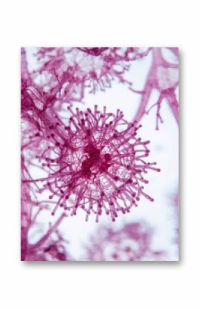 Microscopic view of a pink sample