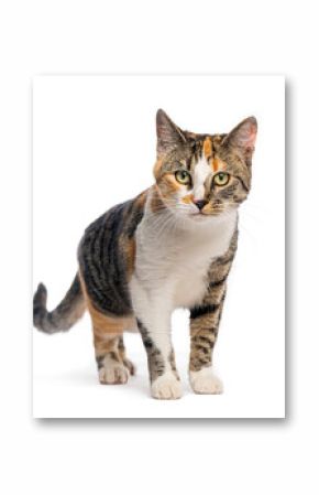 Harlequine cat standing on white background