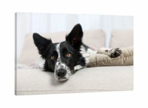 Cute Border Collie dog with plaid on sofa indoors