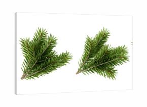 set of pine tree branch isolated on white 
