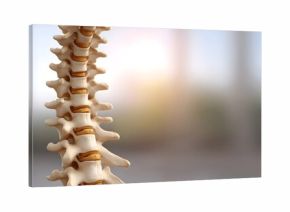 Close up detailed view of a human vertebral column model showcasing bone structure and intervertebral discs in soft lighting