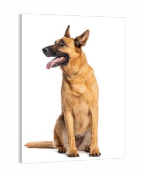 Belgian shepherd dog sitting and panting, looking up