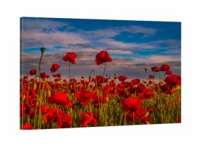 Anzac day banner. Remember for Anzac, Historic war memory. Anzac background. Poppy field, Remembrance day, Memorial in New Zealand, Australia, Canada and Great Britain. Red poppies.