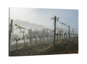 Beautiful misty early morning vineyard landscape. Farm winery covered with cold autumn fog in Italian countryside, showcasing tranquil rural scenery and agricultural beauty of late October. Tuscany.