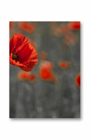 World War remembrance day. Red poppy is symbol of remembrance to those fallen in war.