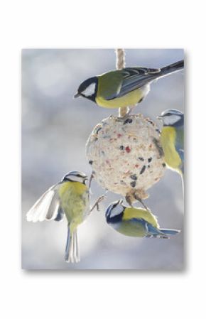 little birds feeding on bird feeder with suet fat ball. Blue tit and Great tit. Winter time