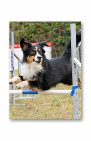 dog and agility