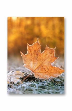 beautiful autumn nature background. dry frozen fallen leaves, grass in hoarfrost. cold weather, late fall season, first freezing. soft focus