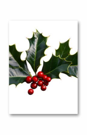 A sprig, three leaves, of green holly and red berries for Christmas decoration isolated against a transparent background.