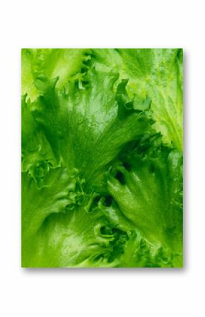 Lettuce vegetable leaves close up background