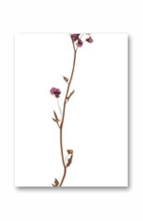 PNG Verbena flower photography purple.