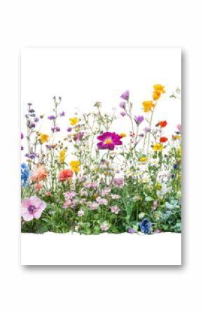 PNG Colorful flower bush flowers outdoors colorful.