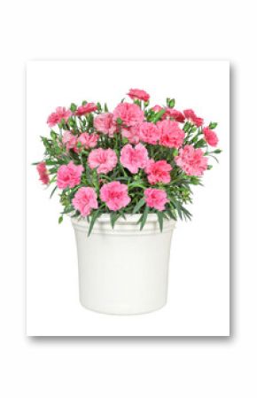 Pink perennial carnation in flowerpot, isolated