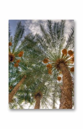 palm date trees