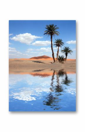 Palm Trees near the Lake in the Sahara Desert