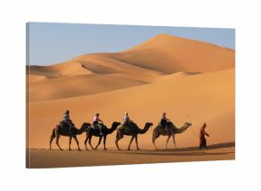 Camel Caravan in Sahara Desert